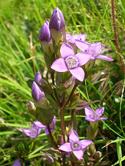 Põld-emajuureke Gentianella campestris