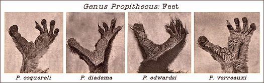 Genus Propithecus Feet.jpg
