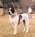 Livestock Guardian Dog