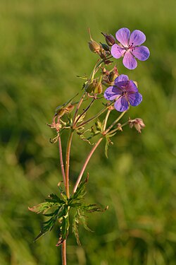 Geranium snakenig - aas-kurereha.jpg