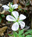 Geranium richardsonii