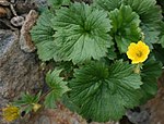 Geum calthaefolium var nipponicum di Gunung Ontake 1 2010-08-27.jpg