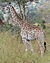Giraffe Mikumi National Park edit1.jpg