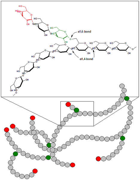 File:Glycogen.png