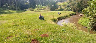 <span class="mw-page-title-main">Gogo Salt Lick, Kenya</span> Natural salt lick in Embu county