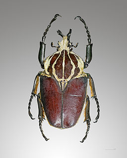  Goliathus goliatus dos 