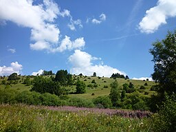 Gomadingen - Westhang mit Wachholderheide.jpg