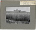 Grassland Types - Nevada - DPLA - 594ba66a1bf7825c44e798d79b29cb09.jpg
