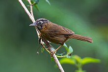 Gray-throated Babbler Cropped.jpg