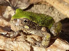 What do gray tree frogs eat?