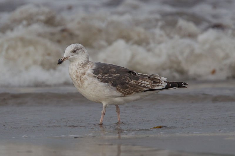 File:Great black-backed gull Larus marinus third-winter.jpg