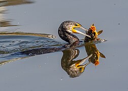 Great cormorant (Phalacrocorax carbo)