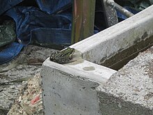 Grenouille verte au bord d'un lavoir en béton