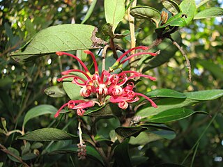 <i>Grevillea miqueliana</i> species of plant