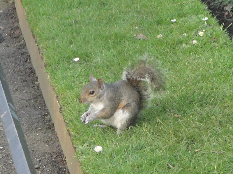 File:Grey squirrel in Regent's Park 4.JPG