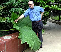 Gunnera.manicata.arp.750pix.jpg