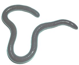 Центральноамериканская червяга