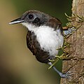 Inquisitive bird