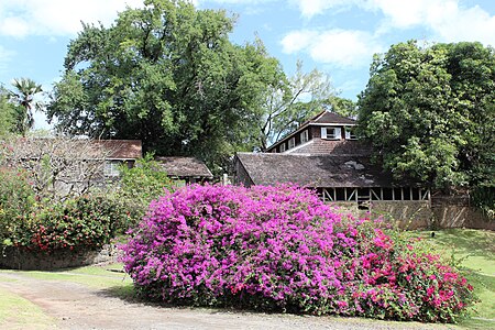 Le parc botanique de l'Habitation Clément.