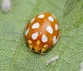 Halyzia sedecimguttata (Orange ladybird) - Flickr - S. Rae (2).jpg