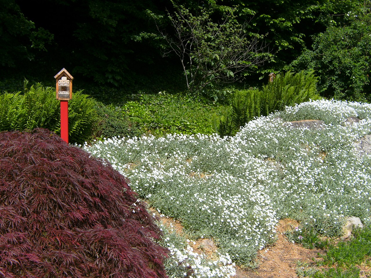 File Hamburg Botanischer Sondergarten Wandsbek Pfad Blumen