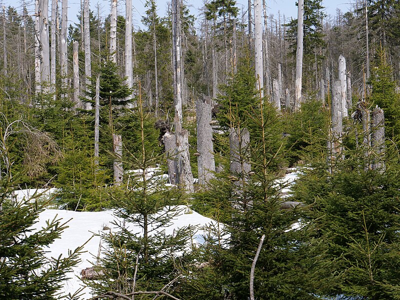 File:Harz near Düstere Tannen 34.jpg