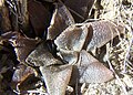 Haworthia magnifica var atrofusca - Uitvlugt MBB.jpg