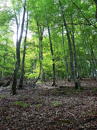 <span class="mw-page-title-main">Flora of Cantabria</span> Plant species of Cantabria