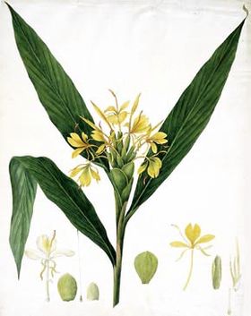 Hedychium coccineum by William Roscoe 1828