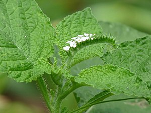 Indian heliotrope (Heliotropium indicum)