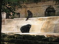 Henry Vilas Zoo IMG 2401.jpg