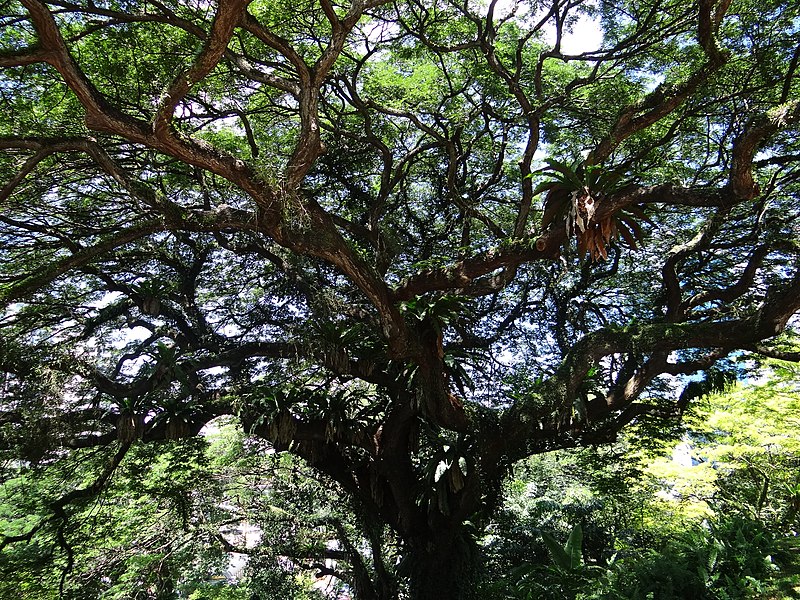 File:Heritage Tree - Fort Canning Park - Singapore (35581234961).jpg