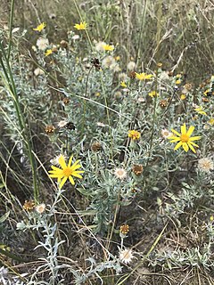 <i>Heterotheca canescens</i> Species of flowering plant