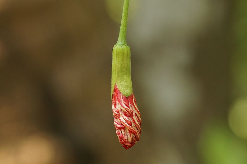 File:Hibiscus schizopetalus 07345.JPG