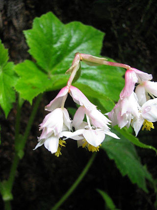 <i>Hillebrandia</i> Genus of succulents