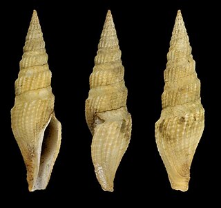 <i>Hindsiclava alesidota</i> Species of gastropod