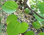 Hippomane mancenilla fruit.jpg