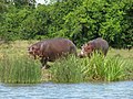 Миниатюра для Файл:Hippopotamus in Murchison Falls National Park.JPG