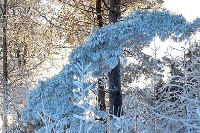 Hoar frost on a pine branch in Tuntorp