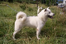 北海道犬: 歴史, 呼称, 特徴