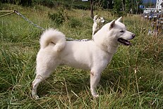 北海道犬 Wikipedia