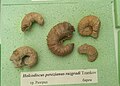 en:Holcodiscus perezianus razgradi Tzankov, en:Barremian, en:Razgrad at the en:Sofia University "St. Kliment Ohridski" Museum of Paleontology and Historical Geology