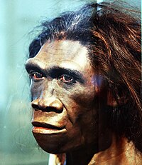 Homo Erectus: Taksonomie, Anatomie, Kultuur