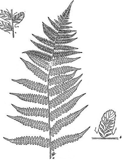 lady fern drawing