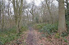 Howe Grove Wood 4.JPG