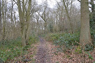 <span class="mw-page-title-main">Howe Grove Wood</span>