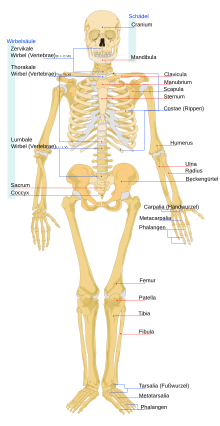 Skelett des Menschen – Wikipedia