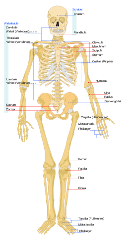 Human skeleton front de.svg