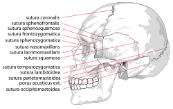 Human skull side suturas.svg