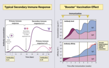 Secondary Immune Response Humeral Secondary Immune Response.png